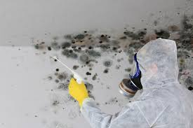 Reliable Greenville, SC Mold Removal & Remediation Solutions